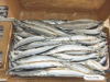 Japanese Saury